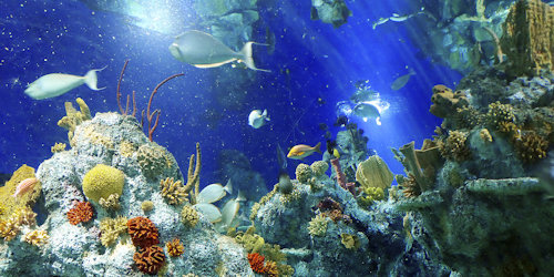 Bristol Aquarium